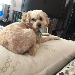 Meet your Posher, Maureen